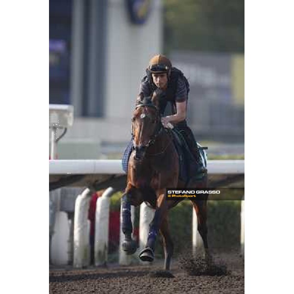 morning worksout - Dandino Hong Kong,Sha Tin racecourse,6th dec.2013 ph.Stefano Grasso