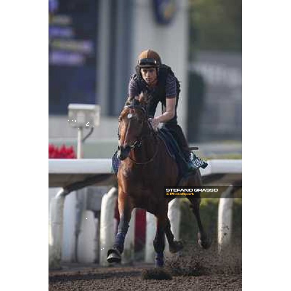 morning worksout - Dandino Hong Kong,Sha Tin racecourse,6th dec.2013 ph.Stefano Grasso