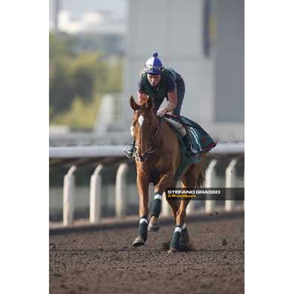 morning worksout - Ebiyza Hong Kong,Sha Tin racecourse,6th dec.2013 ph.Stefano Grasso