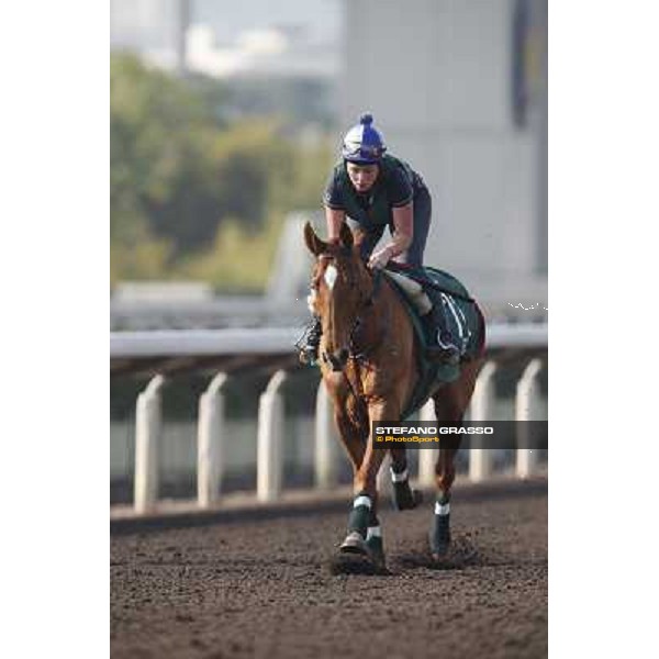 morning worksout - Ebiyza Hong Kong,Sha Tin racecourse,6th dec.2013 ph.Stefano Grasso
