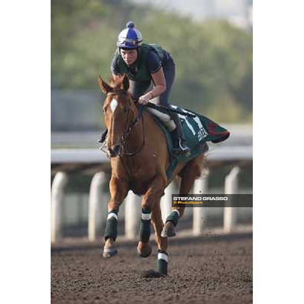 morning worksout - Ebiyza Hong Kong,Sha Tin racecourse,6th dec.2013 ph.Stefano Grasso