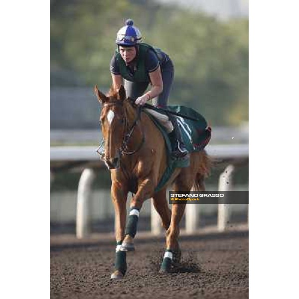 morning worksout - Ebiyza Hong Kong,Sha Tin racecourse,6th dec.2013 ph.Stefano Grasso