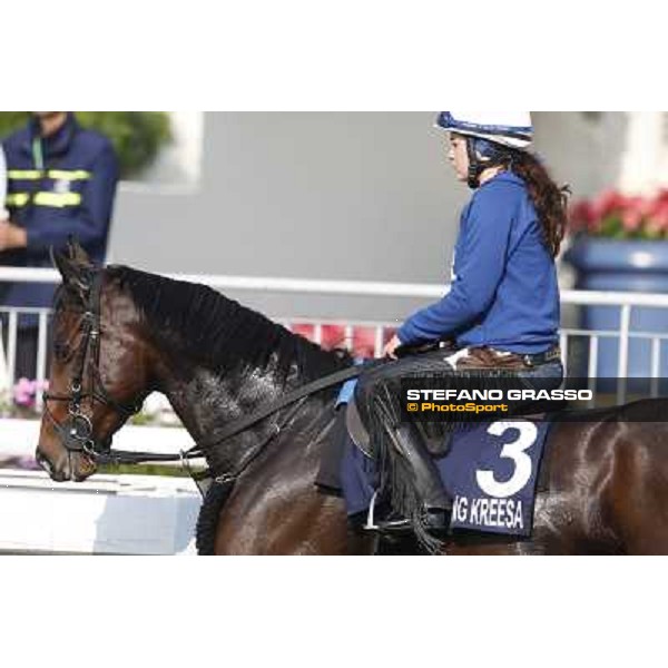 morning worksout - King Kreesa Hong Kong,Sha Tin racecourse,6th dec.2013 ph.Stefano Grasso
