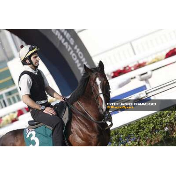 morning worksout - Mount Athos Hong Kong,Sha Tin racecourse,6th dec.2013 ph.Stefano Grasso