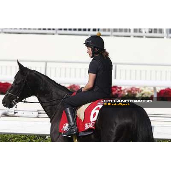 morning worksout - Side Glance Hong Kong,Sha Tin racecourse,6th dec.2013 ph.Stefano Grasso