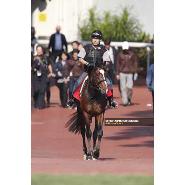 morning worksout - Tokei Halo Hong Kong,Sha Tin racecourse,6th dec.2013 ph.Stefano Grasso