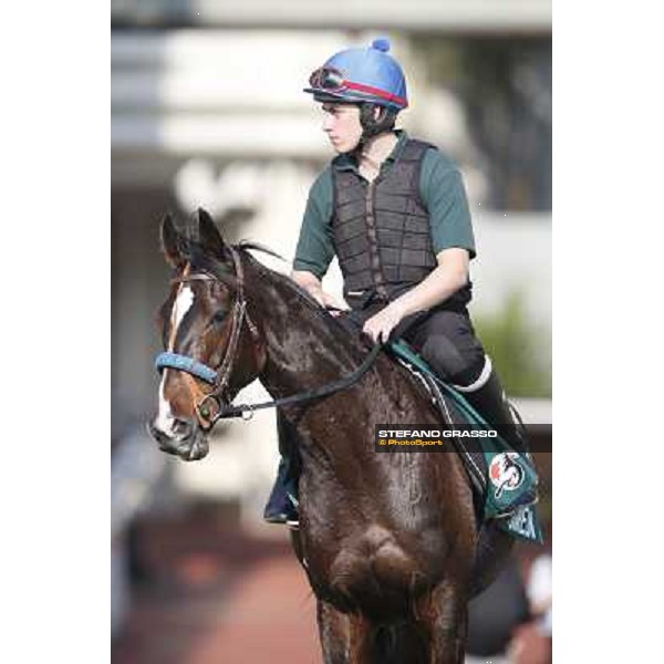 morning worksout - Simenon Hong Kong,Sha Tin racecourse,6th dec.2013 ph.Stefano Grasso