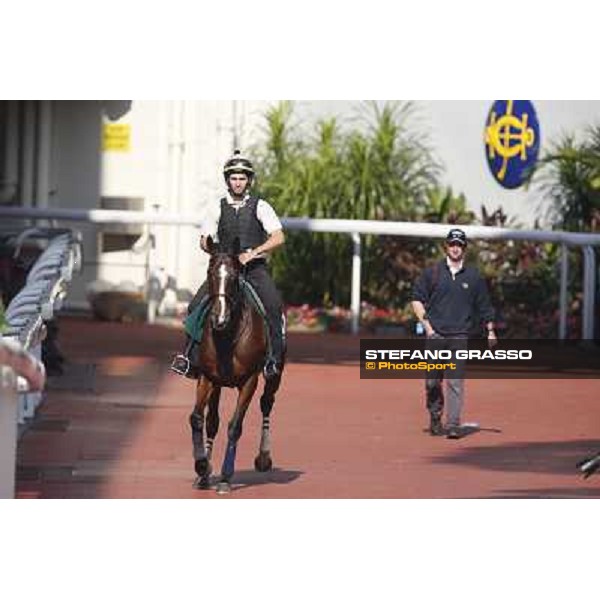 morning worksout - Mount Athos Hong Kong,Sha Tin racecourse,6th dec.2013 ph.Stefano Grasso