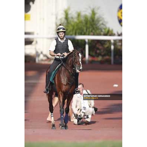 morning worksout - Mount Athos Hong Kong,Sha Tin racecourse,6th dec.2013 ph.Stefano Grasso