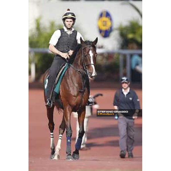 morning worksout - Mount Athos Hong Kong,Sha Tin racecourse,6th dec.2013 ph.Stefano Grasso