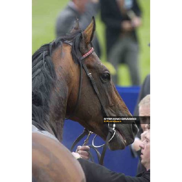 close up for Azamour winner of the Prince of Wales\'s Stakes Royal Ascot at York, 2nd day York, 15th june 2005 ph. Stefano Grasso