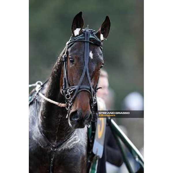 Robert Bi wins the second leg of the 86° Derby Italiano del Trotto - Trofeo La Torrente Napoli - Ippodromo di Agnano,14 dicembre 2013 ph.Stefano Grasso/Ippodromi Partenopei
