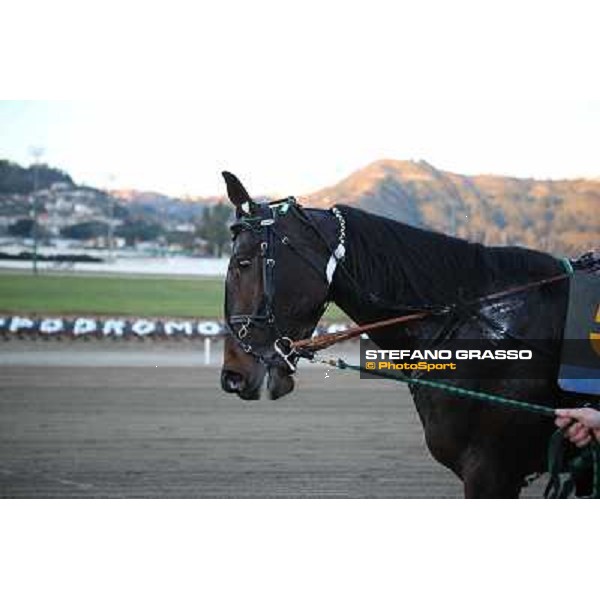 Robert Bi wins the second leg of the 86° Derby Italiano del Trotto - Trofeo La Torrente Napoli - Ippodromo di Agnano,14 dicembre 2013 ph.Stefano Grasso/Ippodromi Partenopei