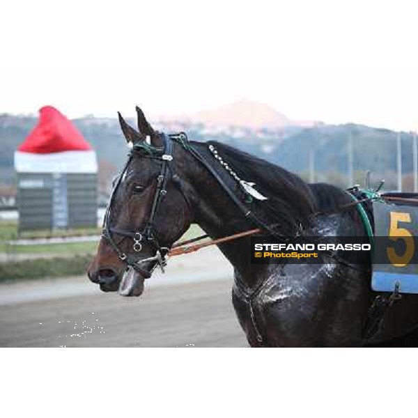 Robert Bi wins the second leg of the 86° Derby Italiano del Trotto - Trofeo La Torrente Napoli - Ippodromo di Agnano,14 dicembre 2013 ph.Stefano Grasso/Ippodromi Partenopei