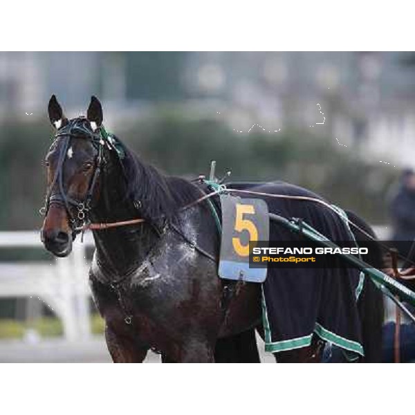 Robert Bi wins the second leg of the 86° Derby Italiano del Trotto - Trofeo La Torrente Napoli - Ippodromo di Agnano,14 dicembre 2013 ph.Stefano Grasso/Ippodromi Partenopei