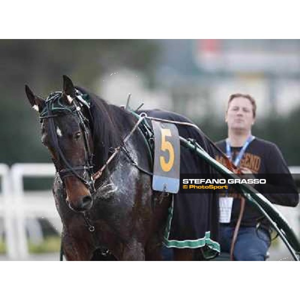 Robert Bi wins the second leg of the 86° Derby Italiano del Trotto - Trofeo La Torrente Napoli - Ippodromo di Agnano,14 dicembre 2013 ph.Stefano Grasso/Ippodromi Partenopei