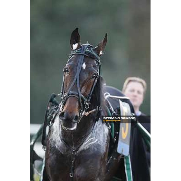Robert Bi wins the second leg of the 86° Derby Italiano del Trotto - Trofeo La Torrente Napoli - Ippodromo di Agnano,14 dicembre 2013 ph.Stefano Grasso/Ippodromi Partenopei