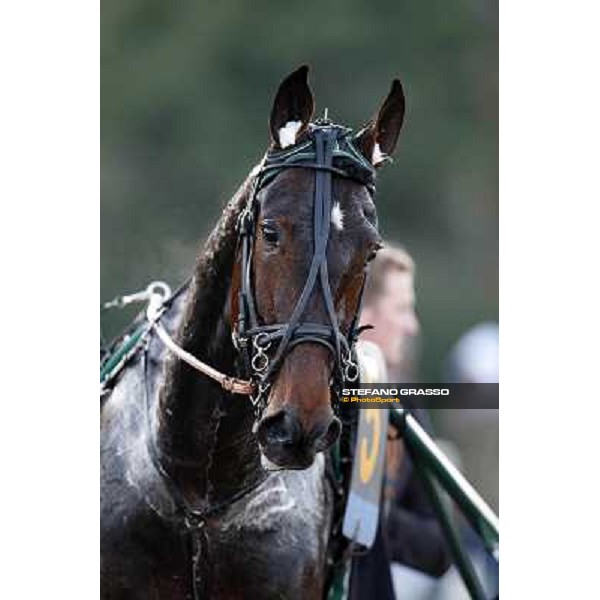 Robert Bi wins the second leg of the 86° Derby Italiano del Trotto - Trofeo La Torrente Napoli - Ippodromo di Agnano,14 dicembre 2013 ph.Stefano Grasso/Ippodromi Partenopei