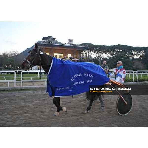 Orsia winner of the Gran Premio Royal Mares - Allevamento Garigliano Napoli - Ippodromo di Agnano,14 dicembre 2013 ph.Stefano Grasso/Ippodromi Partenopei
