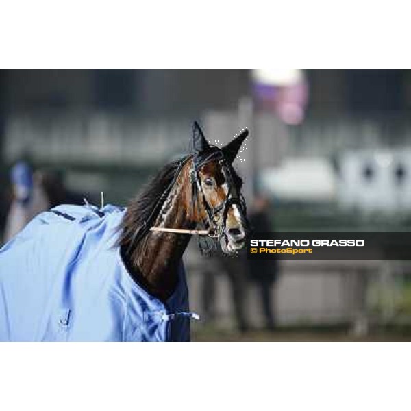 Racing Gran Premio Tino Triossi - Princess Grif Napoli - Ippodromo di Agnano,14 dicembre 2013 ph.Stefano Grasso/Ippodromi Partenopei