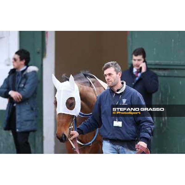 Noble Hachy Napoli,Agnano 29 dicembre 2013 ph.Stefano Grasso/Ippodromi Partenopei srl
