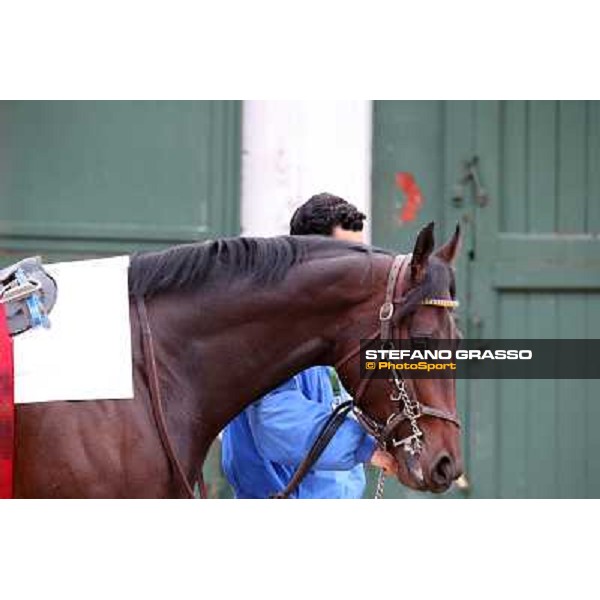 Elettrotreno winner of the Gran Premio Città di Napoli Napoli,Agnano 29 dicembre 2013 ph.Stefano Grasso/Ippodromi Partenopei srl