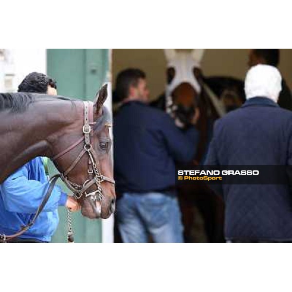 Elettrotreno winner of the Gran Premio Città di Napoli Napoli,Agnano 29 dicembre 2013 ph.Stefano Grasso/Ippodromi Partenopei srl