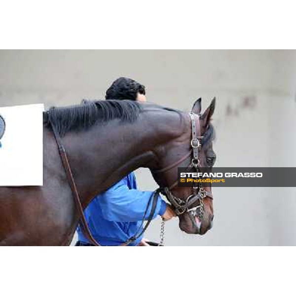 Elettrotreno winner of the Gran Premio Città di Napoli Napoli,Agnano 29 dicembre 2013 ph.Stefano Grasso/Ippodromi Partenopei srl