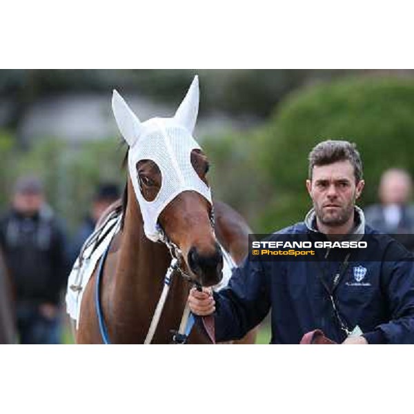 Noble Hachy - Gran Premio Città di Napoli Napoli,Agnano 29 dicembre 2013 ph.Stefano Grasso/Ippodromi Partenopei srl