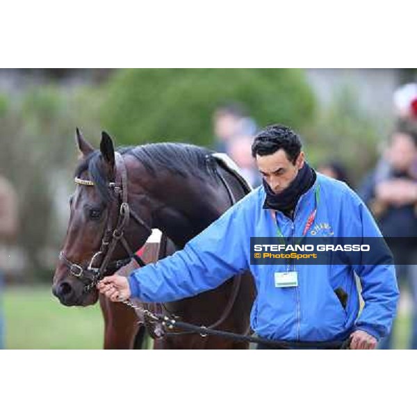 Elettrotreno winner of the Gran Premio Città di Napoli Napoli,Agnano 29 dicembre 2013 ph.Stefano Grasso/Ippodromi Partenopei srl