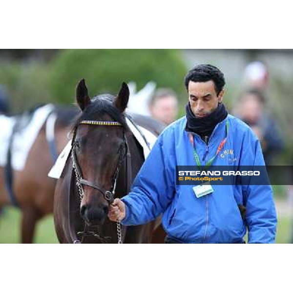 Elettrotreno winner of the Gran Premio Città di Napoli Napoli,Agnano 29 dicembre 2013 ph.Stefano Grasso/Ippodromi Partenopei srl
