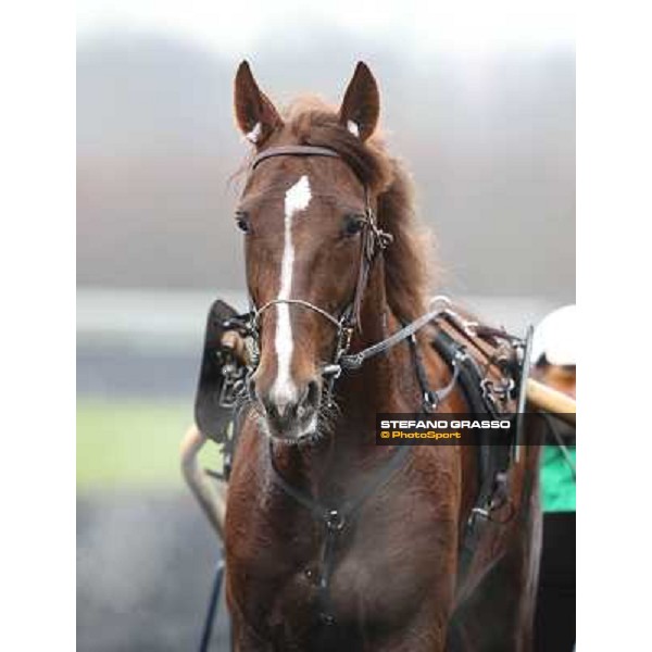 Oropuro Bar during the Prix du Luxembourg Paris - Vincennes, 25th jan.2014 ph.Stefano Grasso