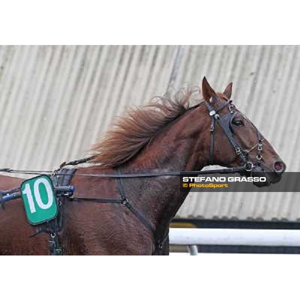 Oropuro Bar during the Prix du Luxembourg Paris - Vincennes, 25th jan.2014 ph.Stefano Grasso