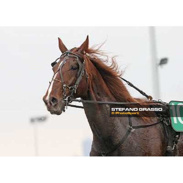 Oropuro Bar during the Prix du Luxembourg Paris - Vincennes, 25th jan.2014 ph.Stefano Grasso