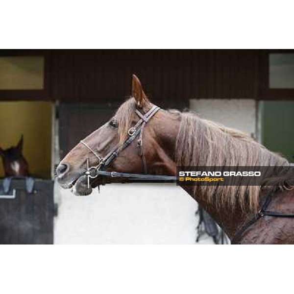 Oropuro Bar - Prix du Luxembourg Paris - Vincennes, 25th jan.2014 ph.Stefano Grasso