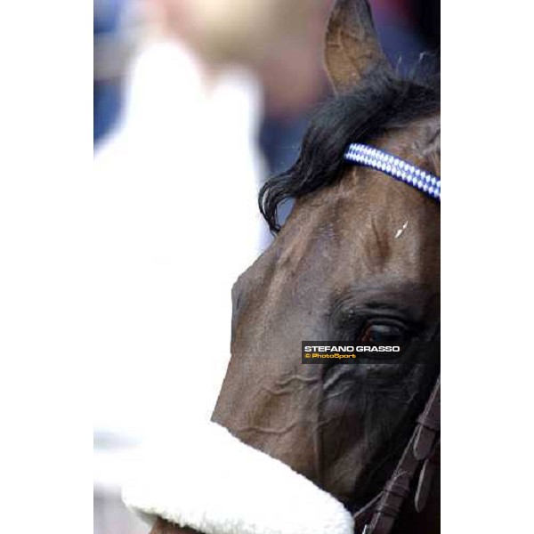 close up for Westerner Royal Ascot at York - Ladies Day York, 16th june 2005 ph. Stefano Grasso