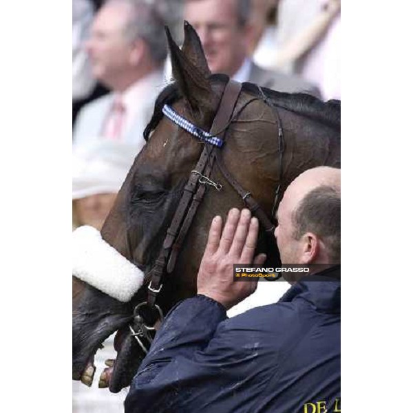 close up for Westerner winner of the Gold Cup Royal Ascot at York - Ladies Day York, 16th june 2005 ph. Stefano Grasso