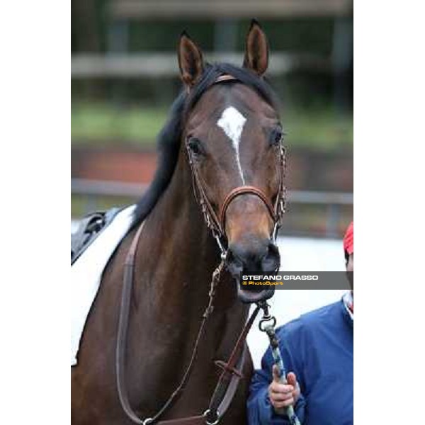 Saint Bernard wins the Premio Zafonic Rome - Capannelle racecourse,2nd march 2014 ph.Stefano Grasso