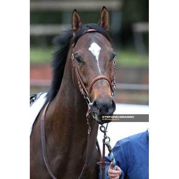 Saint Bernard wins the Premio Zafonic Rome - Capannelle racecourse,2nd march 2014 ph.Stefano Grasso