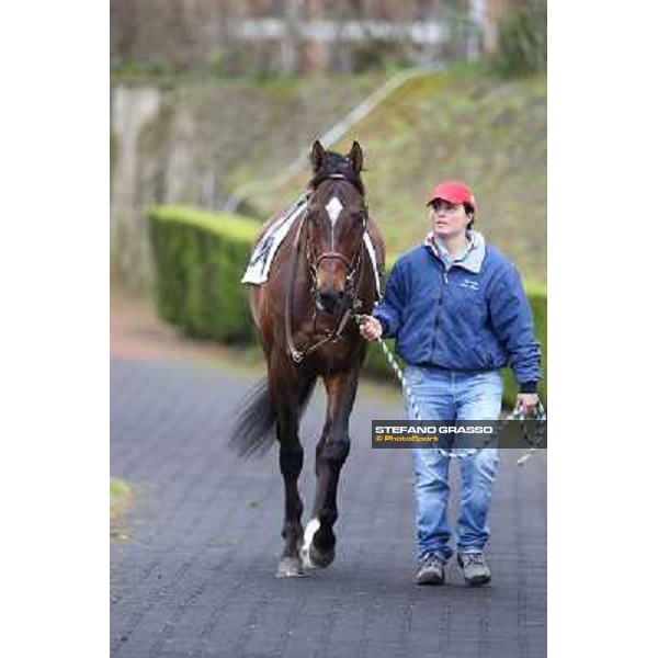 Saint Bernard wins the Premio Zafonic Rome - Capannelle racecourse,2nd march 2014 ph.Stefano Grasso
