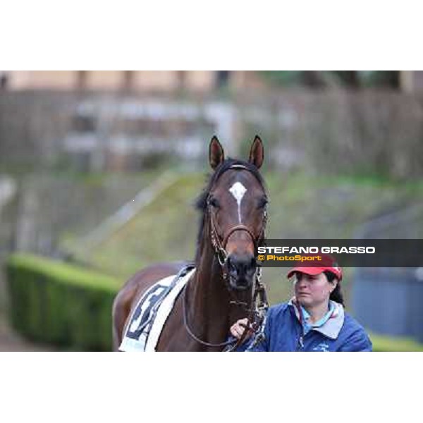 Saint Bernard wins the Premio Zafonic Rome - Capannelle racecourse,2nd march 2014 ph.Stefano Grasso