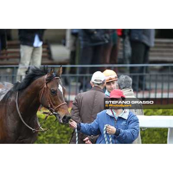 Saint Bernard wins the Premio Zafonic Rome - Capannelle racecourse,2nd march 2014 ph.Stefano Grasso