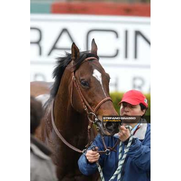 Saint Bernard wins the Premio Zafonic Rome - Capannelle racecourse,2nd march 2014 ph.Stefano Grasso