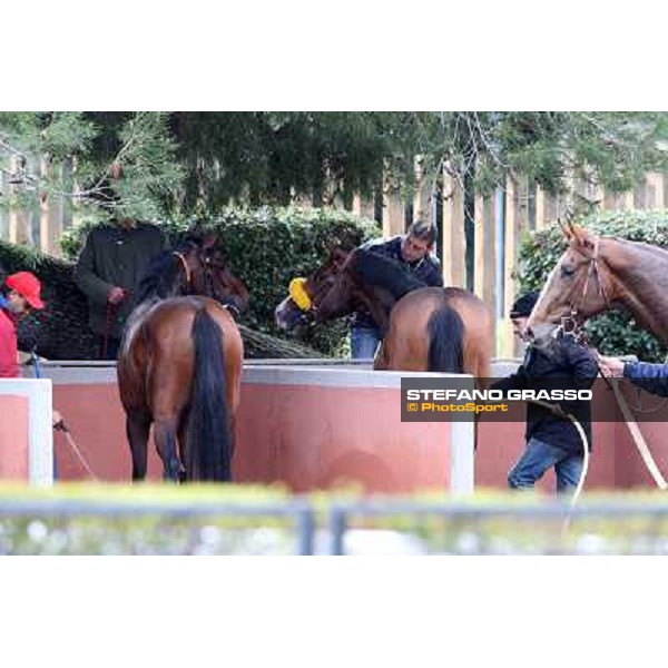 shower time Roma - Capannelle racecourse,2nd march 2014 ph.Stefano Grasso