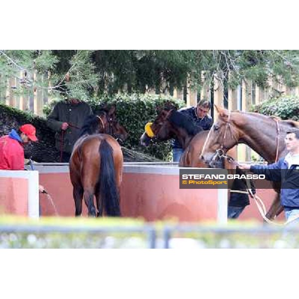 shower time Roma - Capannelle racecourse,2nd march 2014 ph.Stefano Grasso