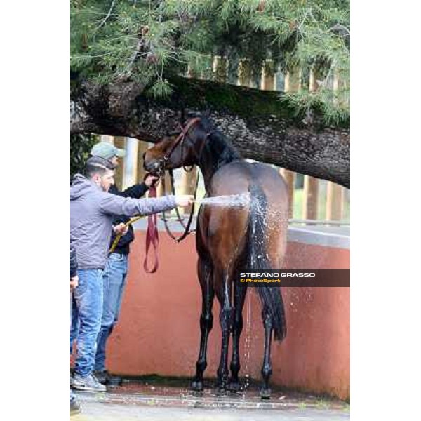 shower time Roma - Capannelle racecourse,2nd march 2014 ph.Stefano Grasso
