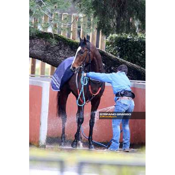 shower time Roma - Capannelle racecourse,2nd march 2014 ph.Stefano Grasso
