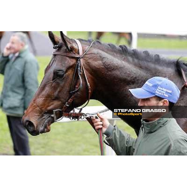 Kaspersky after winning the Premio Donatello Roma - Capannelle racecourse,2nd march 2014 ph.Domenico Savi/Grasso