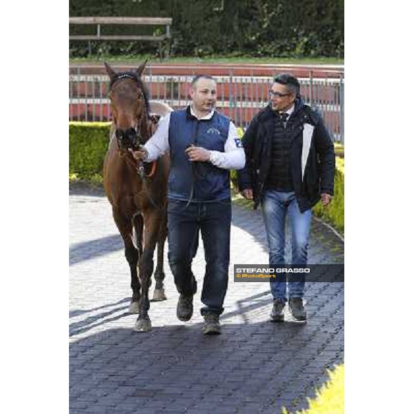 Frankenstein after winning the Premio Tupini Rome, Capannelle racecourse, 23rd march 2014 ph.Domenico Savi/Grasso