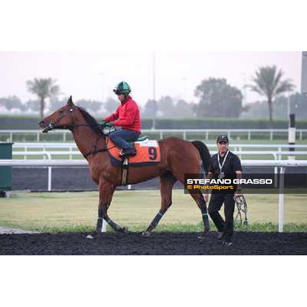 morning track works - Joy and Fun and Derek Cruz Dubai - Meydan racecourse,27th march 2014 ph.Stefano Grasso